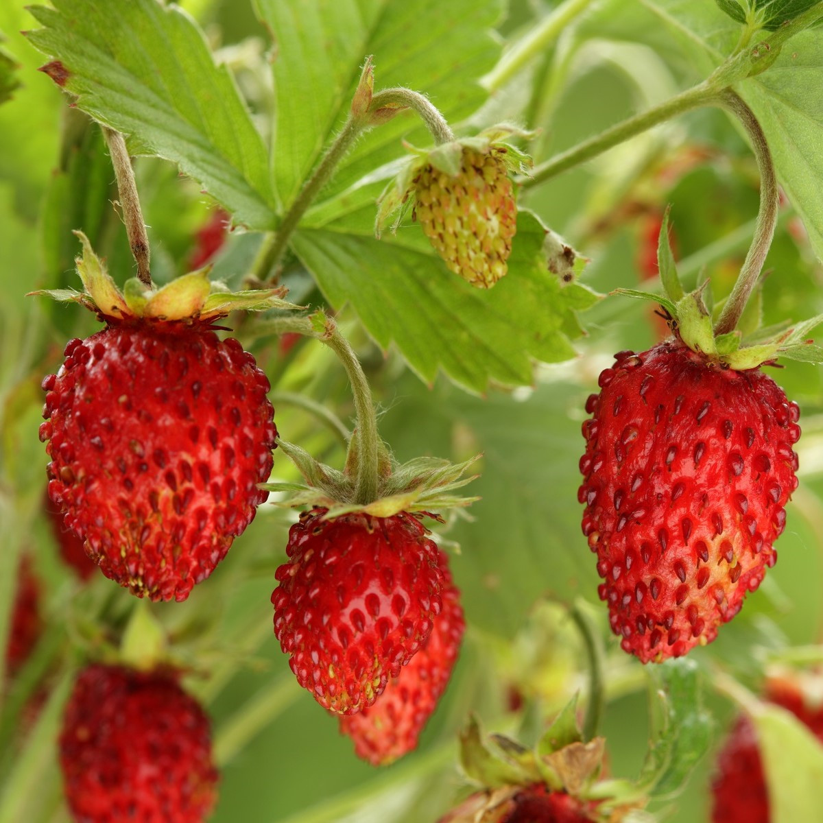 Jahodník lesní Tubby Red - Fragaria vesca - semena jahodníku - 15 ks