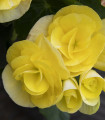 Begonija rumena - Begonia Pendula maxima - gomolji begonije - 2 kos