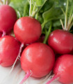 Redkev Riesenbutter Vitessa - Raphanus sativus sativus - semena redkve - 100 ks