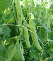 Sladki grah Ambrosia - Pisum sativum - semena graha - 50 kos