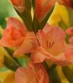 Gladiol Peter Pears - Gladiolus - čebulice mečkov - 3 kos