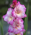 Gladiola My Love - Gladiolus - čebulice mečka - 3 kosi