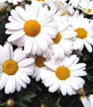 Balkonska marjetica Snowland - Chrysanthemum paludosum - semena marjetice - 50 kos