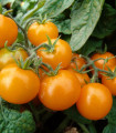 Paradižnik Aztek - Solanum lycopersicum - semena paradižnika - 20 kosov