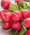 BIO Redkev Patricie - Raphanus sativus - bio semena redkve - 25 ks