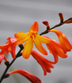 Montbrécie Meteor – Crocosmia – gomolji montbrécie – 4 kos