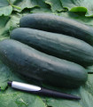 Solatna kumara Jogger F1 - Cucumis sativus - semena kumare - 12 kos