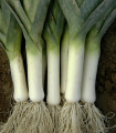 Zimski por Winner – Allium porrum – semena pora – 300 kosov