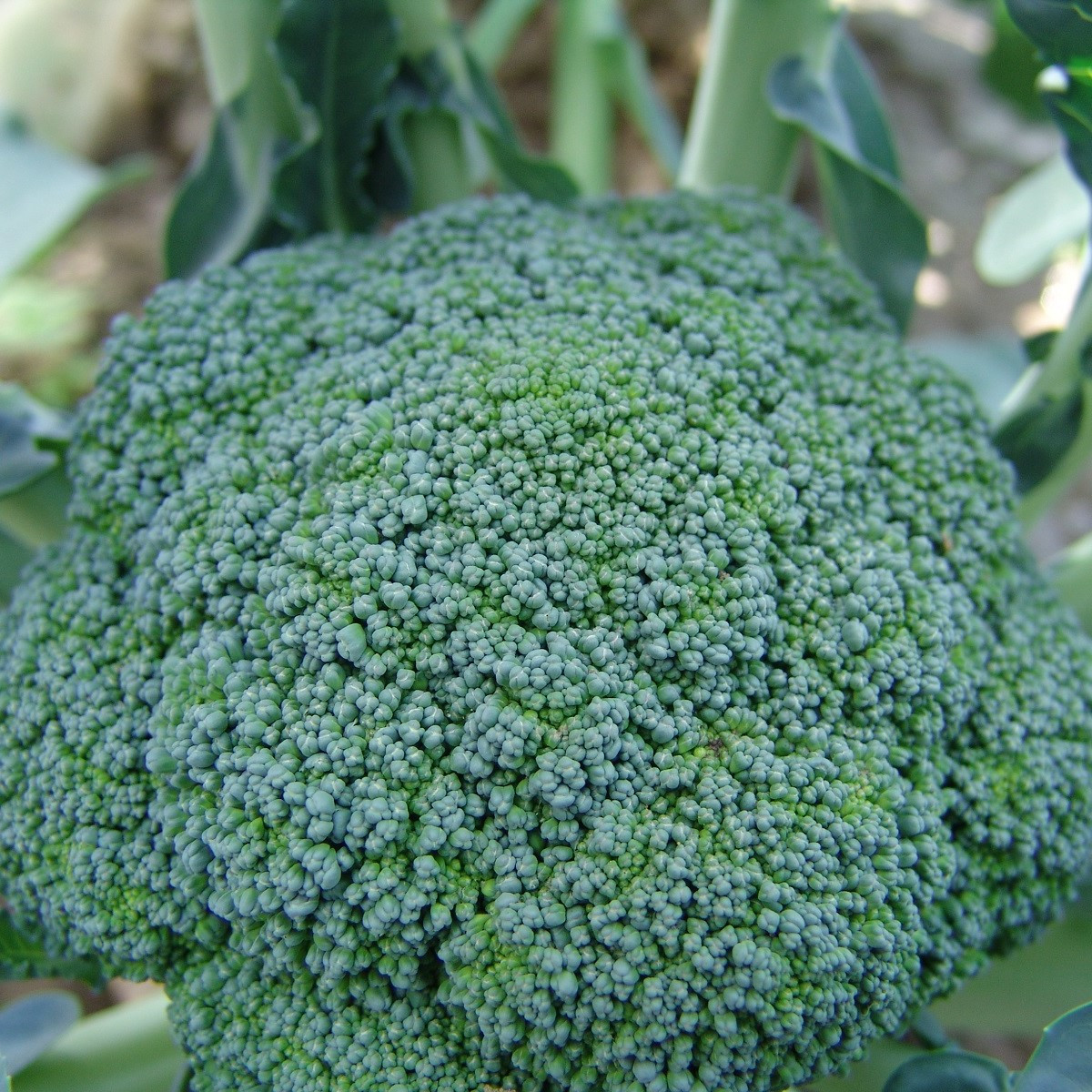 Brokolice Limba - Brassica oleracea L. - semena brokolice - 50 ks