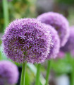 Veliki česen Giganteum - Allium giganteum - čebulice okrasnega česna - 1 kos