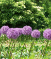 Česen Globemaster - Allium - čebulice okrasnega česna - 1 kos
