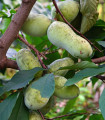 Indijanska banana Paw Paw - Asimina triloba - semena indijanske banane - 4 kosi