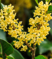 Oljka dišeča - Osmanthus fragrans - semena oljke - 5 kosov