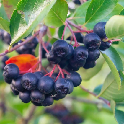 Aronie - Černý jeřáb - Aronia melanocarpa - semena jeřábu - 7 ks