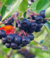 Aronija - Črni jereb - Aronia melanocarpa - semena jereba - 7 kosov