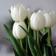 Tulipán Clearwater - Tulipa - cibule tulipánu - 3 ks