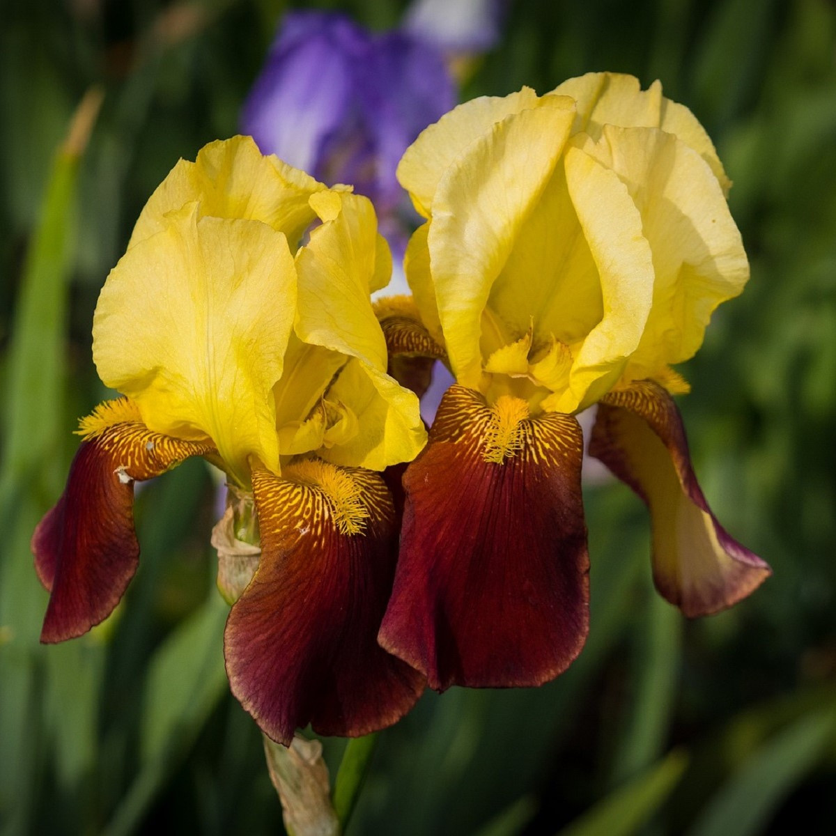 Kosatec německý Accent - Iris germanica - hlízy kosatce - 1 ks