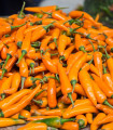 Čili Bolgarska korenček - Capsicum annuum - semena čilija - 6 kos