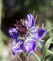 Črni kumen španski - Nigella hispanica - semena črnega kumina - 80 kos