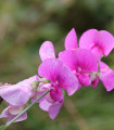 Dišeči grahor rožnat - Lathyrus odoratus - semena grahorja - 20 kos