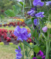 Dišeči grahor kraljevsko modri - Lathyrus odoratus - semena grahorja - 20 kos