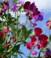 Dišeči grahor Bijou mešanica - Lathyrus odoratus - semena grahorja - 16 kos