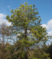 Borovice čínská - Pinus tabuliformis - semena borovice - 7 ks