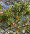 Borovnica zvita - Pinus contorta - semena borovnice - 7 kosov
