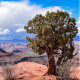 Jalovec osteosperma - Juniperus osteosperma - semena jalovce - 5 ks