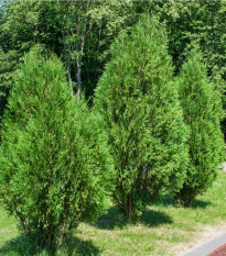 Túje - Thuja plicata - semena túje - 18 ks