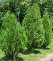 Tuje - Thuja plicata - semena tuje - 18 kos