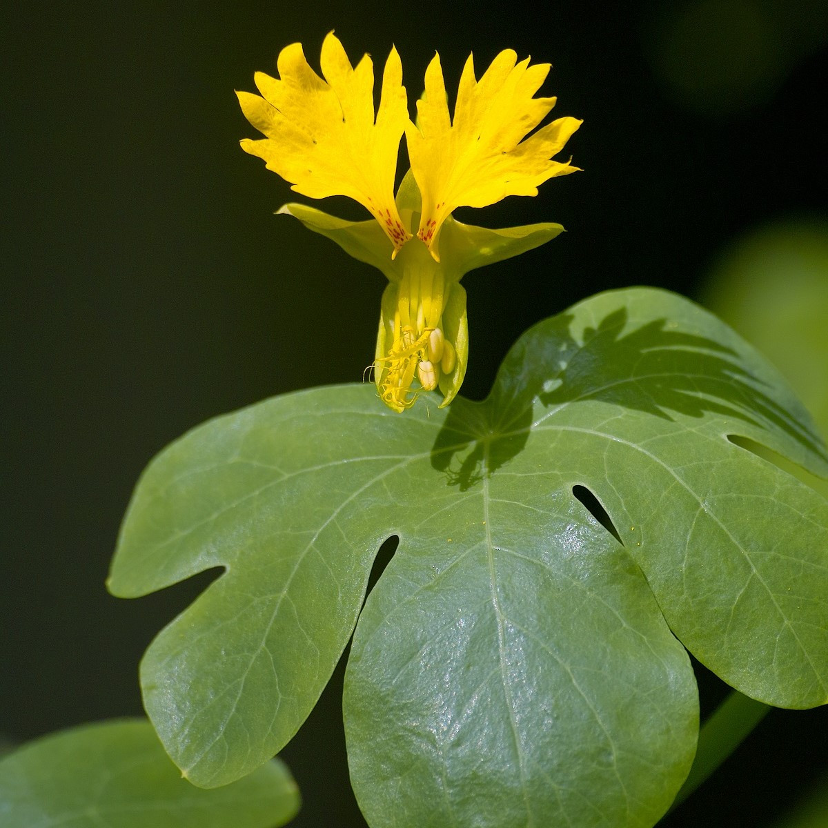 Lichořeřišnice vysoká kanárská - Kapucínka - Tropaeolum peregrinum - semena lichořeřišnice - 10 ks