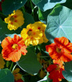 Mešanica večje kapucinke Lobbianum – Tropaeolum majus – semena kapucinke – 10 kosov