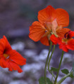 Nasturcja nízká Princess of India - Tropaeolum minus - semena nasturcji - 15 ks
