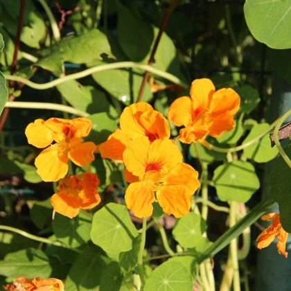 Lichořeřišnice nízká Tip Top Apricot - Kapucínka - Tropaeolum minus - semena lichořeřišnice - 12 ks