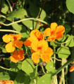 Nizka kapucinka Tip Top Apricot – Tropaeolum minus – semena kapucinke – 12 kosov
