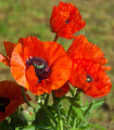 Rdeči mak - Papaver rhoeas - semena maka - 250 kos
