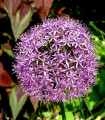 Okrasni česen Christophii - Allium christophii - čebulice okrasnega česna - 2 kosa
