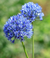 Okrasni česen azurni - Allium caeruleum - čebulice okrasnega česna - 3 kosi