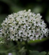 Česnek okrasný černý - Allium nigrum - cibule okrasného česneku - 2 ks