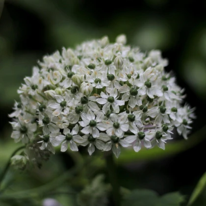 Česnek okrasný černý - Allium nigrum - cibule okrasného česneku - 2 ks