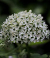 Okrasni česen črni - Allium nigrum - čebulice okrasnega česna - 2 kos