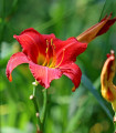Denivka Red Magic - Hemerocallis - gomolji denivke - 1 kos