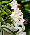 Liliya White Tiger - Lilium - čebulica lilije - 1 kos