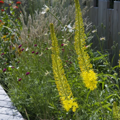 Liliochvostec úzkolistý Bungei - Eremurus - hlízy liliochvostce - 1 ks