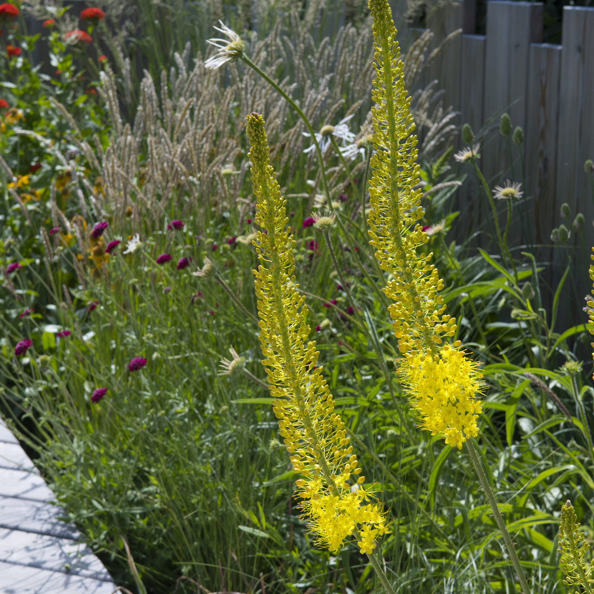 Liliochvostec úzkolistý Bungei - Eremurus - hlízy liliochvostce - 1 ks