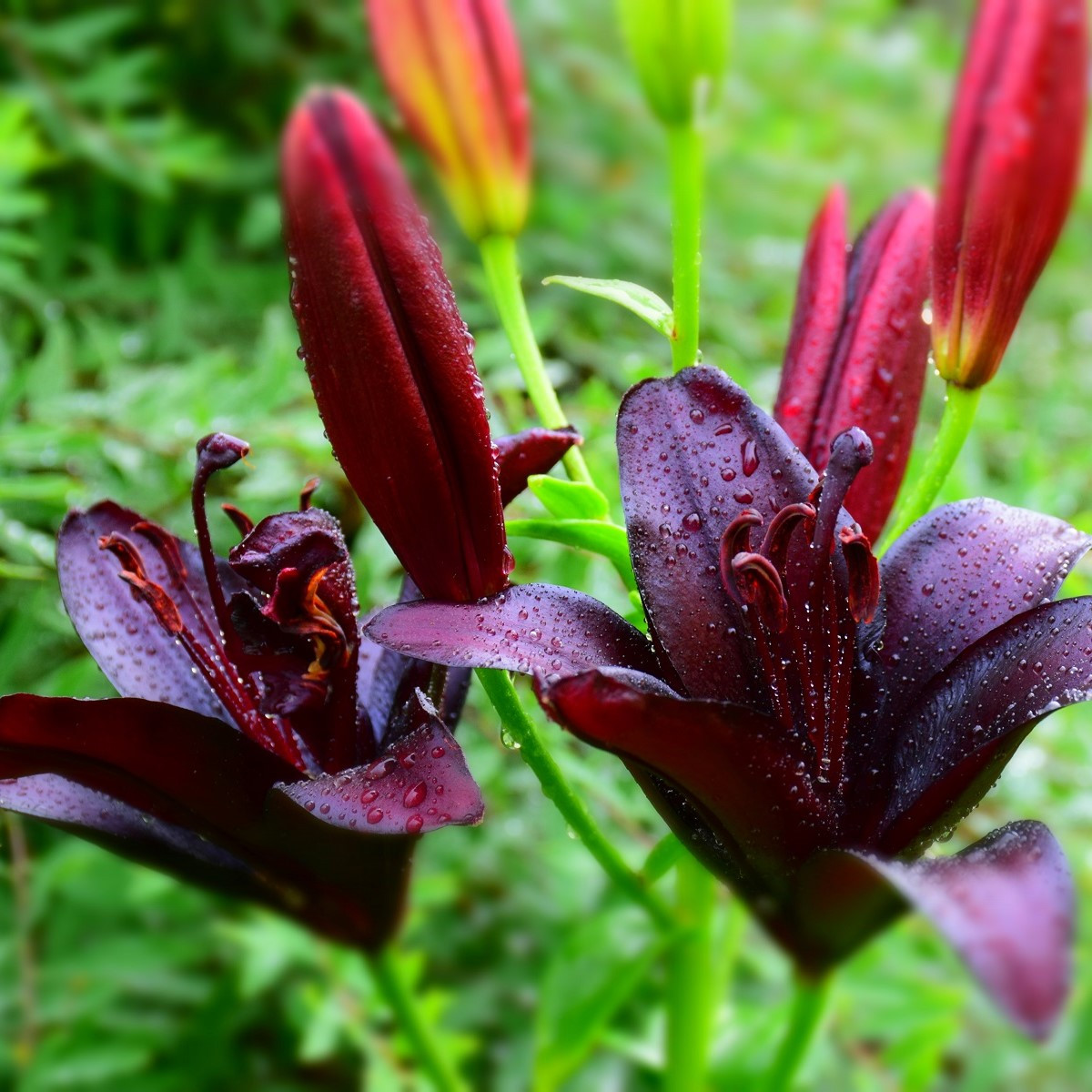 Lilie Nightrider - Lilium - cibule lilie - 1 ks