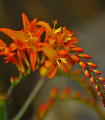 Mešanica montbrécie – Crocosmia – gomolji montbrécie – 12 kosov – razprodano