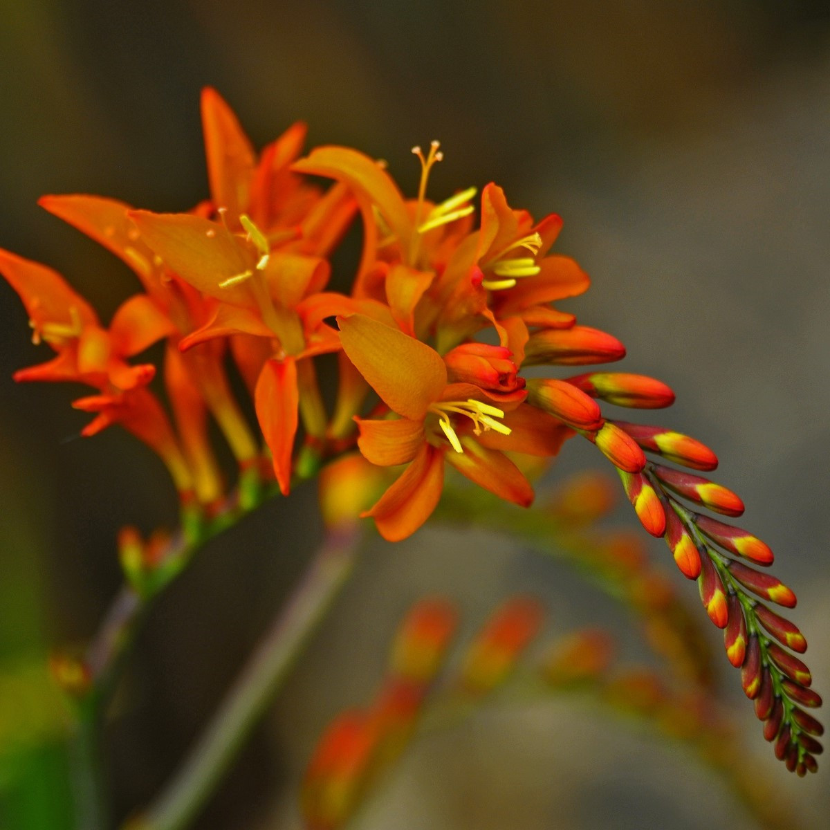 Montbrécie směs - Crocosmia - hlízy montbrécie - 12 ks