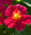 Lichořeřišnice nízká Baby Deep Rose - Kapucínka - Tropaeolum minus - semena lichořeřišnice - 8 ks